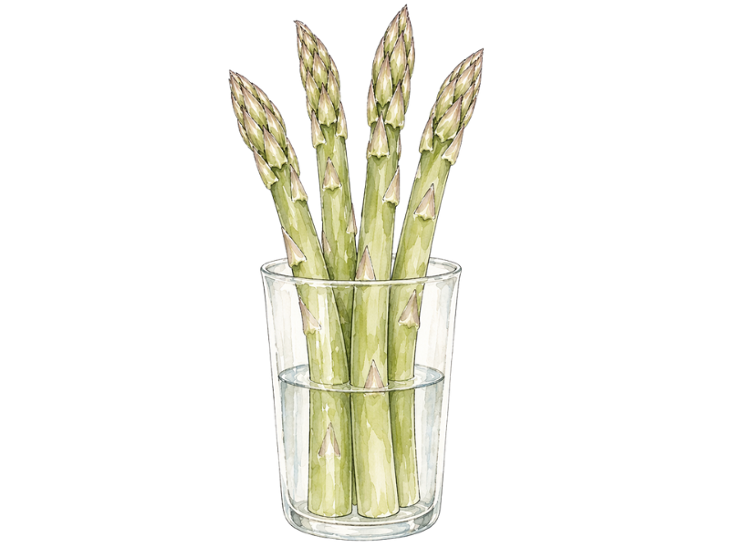 コップに立てて保存されたアスパラガスのイラスト やさい事変