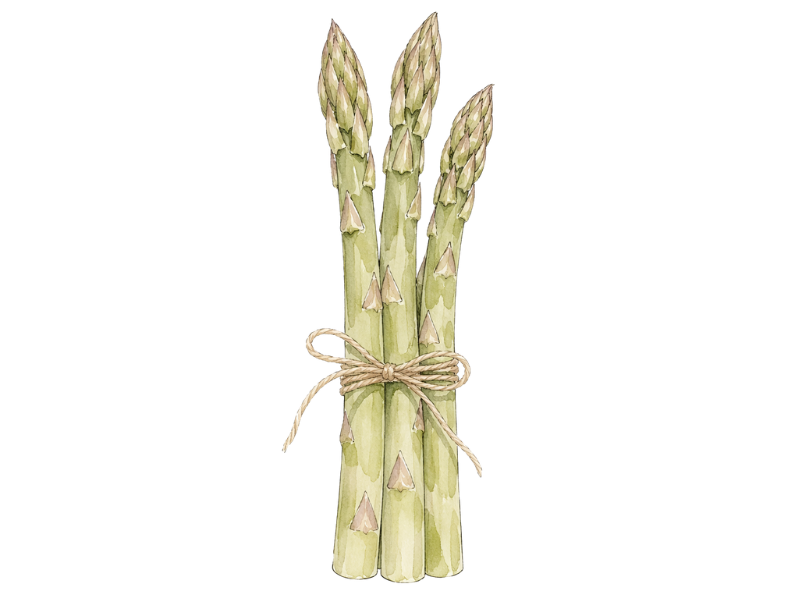 アスパラガスと栄養ドリンクの比較イラスト やさい事変