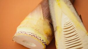 採れ立ての新鮮な筍。たけのこの断面図。