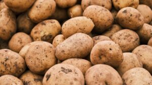 採れ立ての土がついた新ジャガイモ。新鮮でおいしそう。