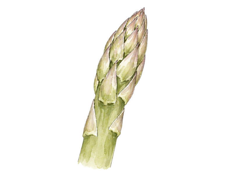 アスパラガスの穂先のクローズアップイラスト やさい事変