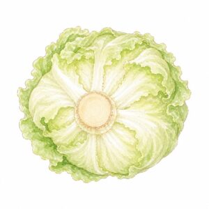 おいしそうな緑色のレタスの水彩画。芯が見えている