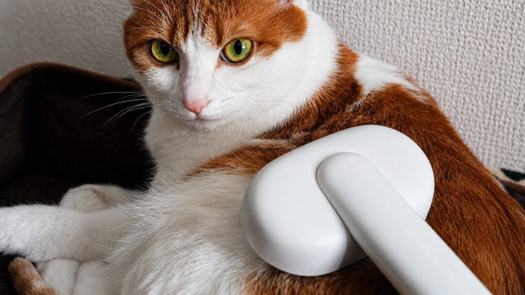 猫の毛質に合わせて選ぶ猫用ブラシ