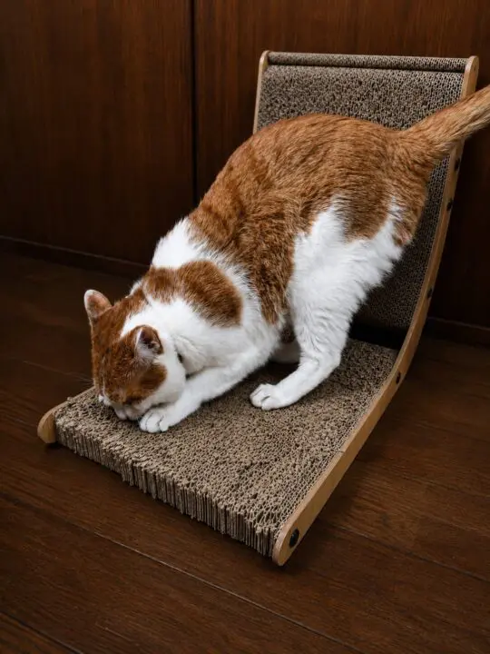 猫が爪とぎを使っている室内